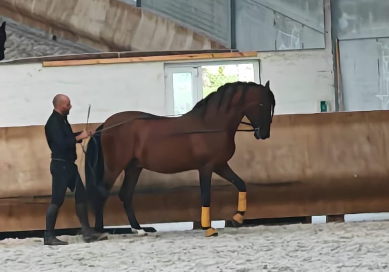 equitation ethologique et travail à pied