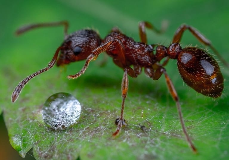 fire ant on leave with water droplet