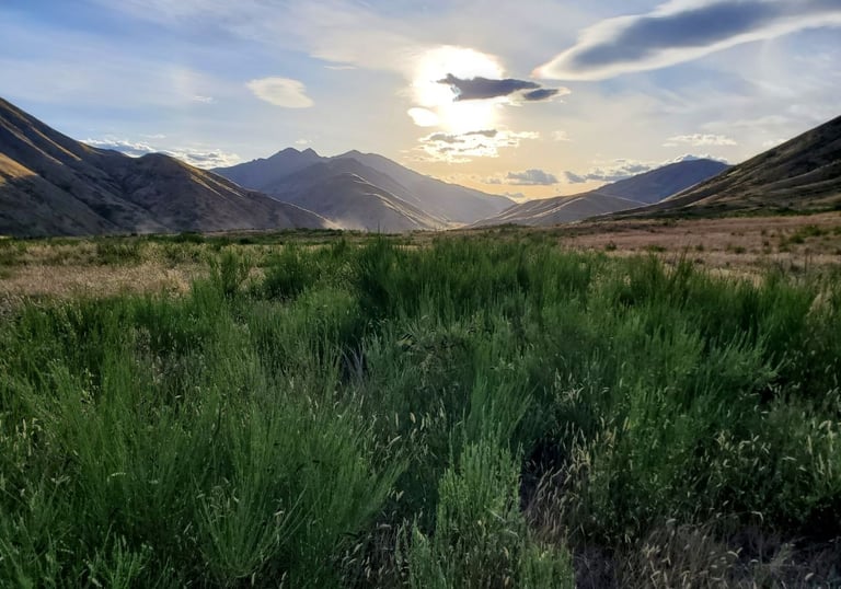 A calming scenery in the NZ countryside, grass in the front, mountains in the back, an afternoon sun