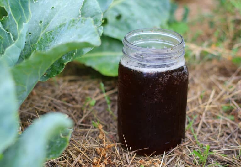A jar of compost tea