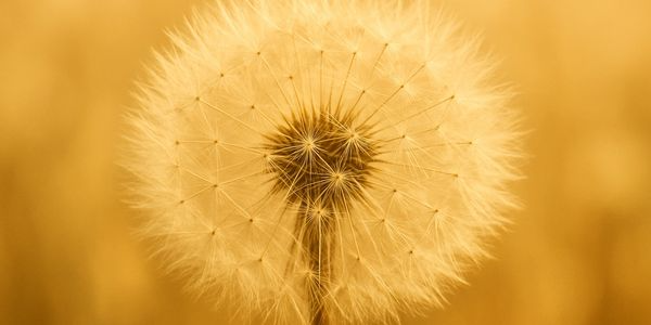 a dandela flower in a field