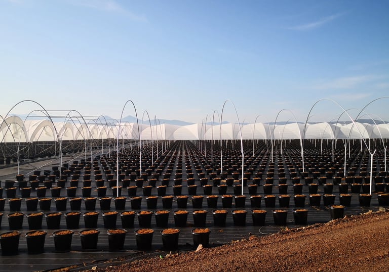 plantacion en hidroponia y riego por goteo