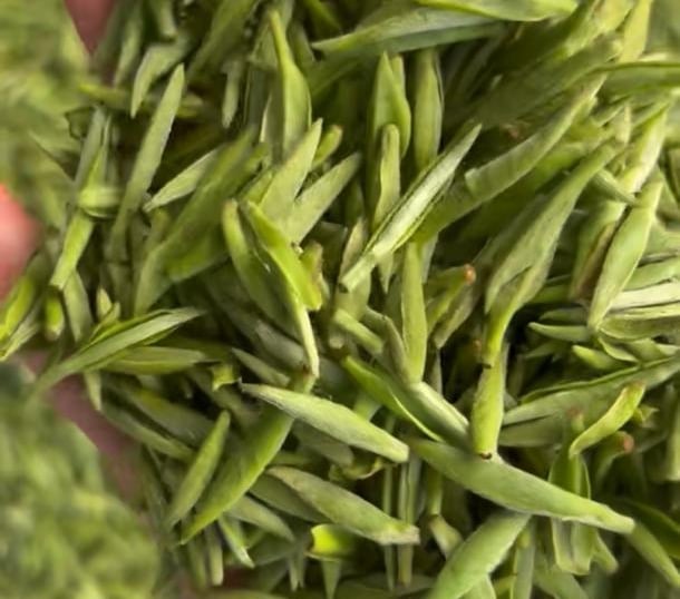 Dry Xinyang Maojian green tea leaves