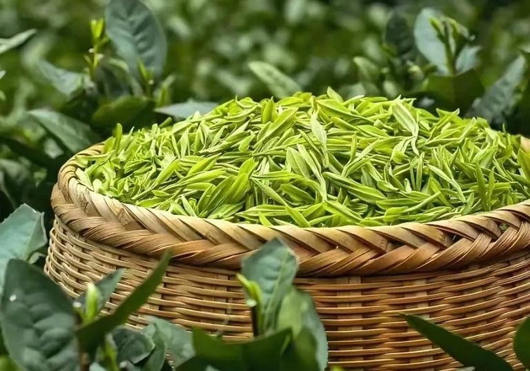 Dry Xinyang Maojian green tea leaves