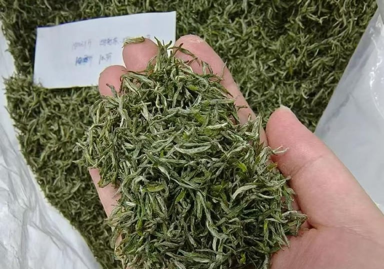 Xinyang Maojian green tea leaves