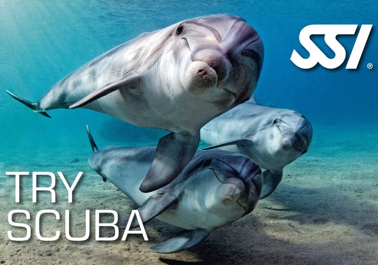 Drei Delphine im Wasser mit Try Scuba SSI Logo von Specialdive