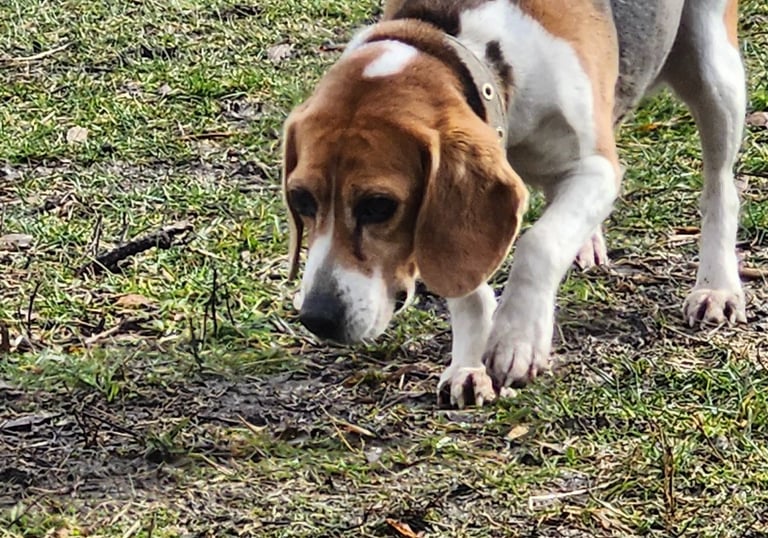 Beagle dog sniffing out Little Britain Pet Resort