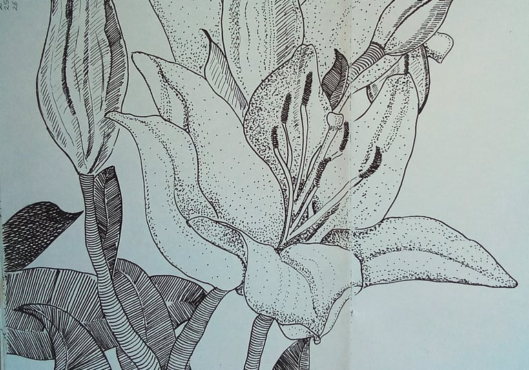 flower sketch lily drawing