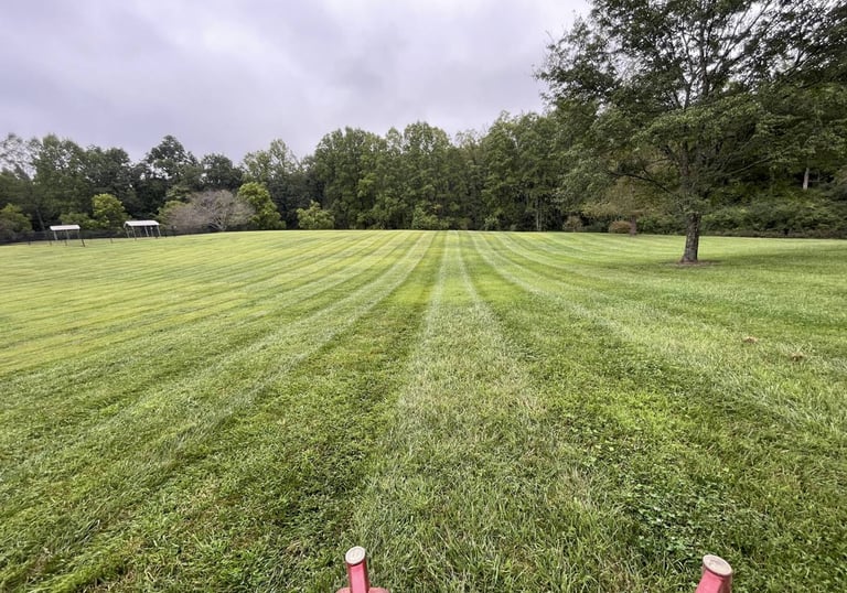 Tall Fescue Green Grass Mowing