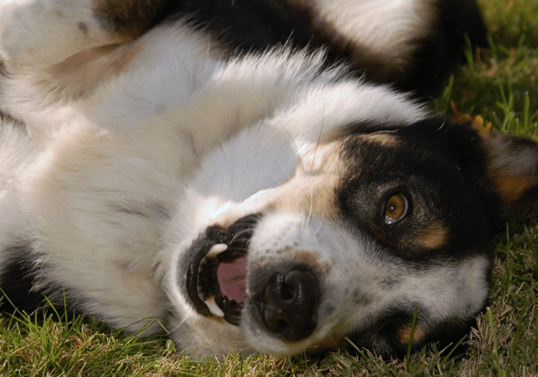 cão de barriga para baixo alegre