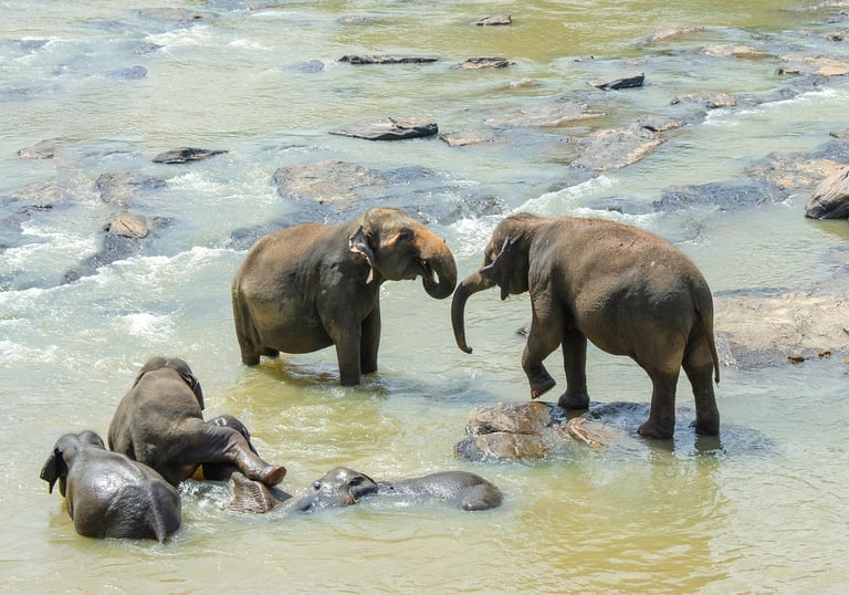 Explore Sri Lanka with island-wide tours by top travel company in Sri Lanka