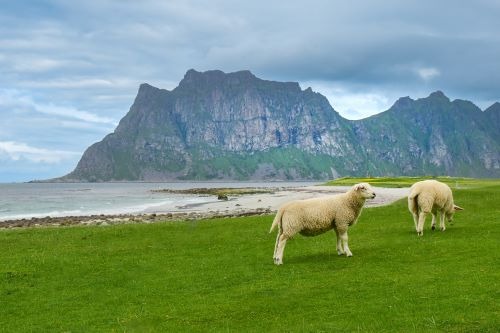 Kelionės kemperiu, Norvegija lofotenai