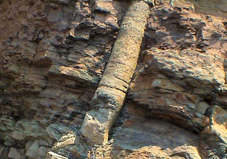 Petrified Tree 2