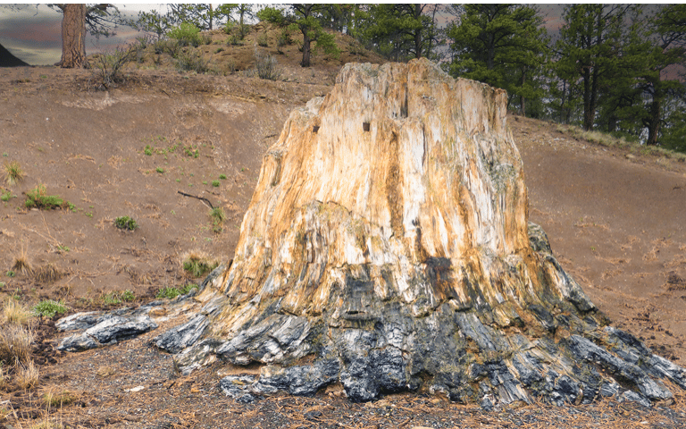 Petrified Tree Stump