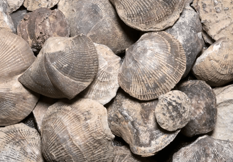 Marin fossils found on high mountains 3