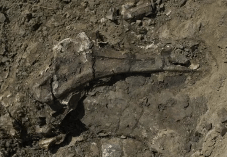 Dinosaur bones mass graves 1