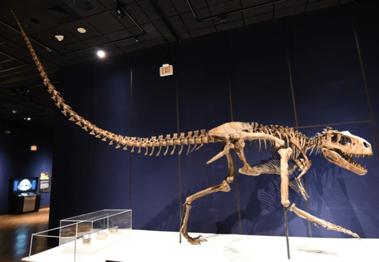 Dinosaur bones mass graves 2