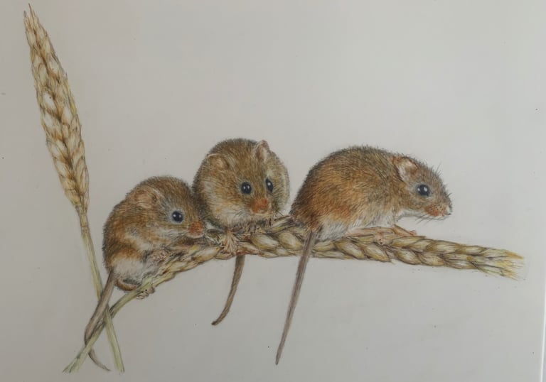 Mice