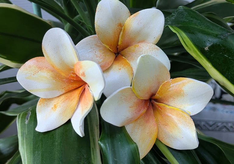 Bouquet frangipanier blanc à orange, création florale main par Marion Guizzardi, artiste et créatrice, Montpellier.