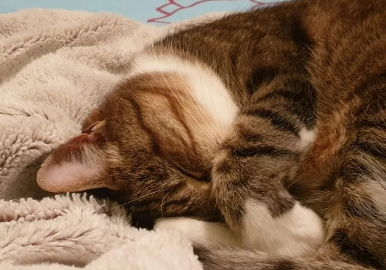C'est cool la vie de chat