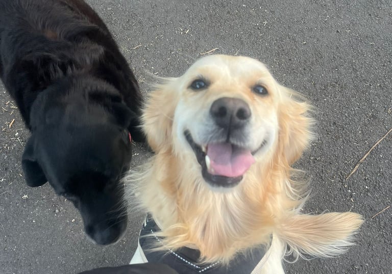 Estee and Amber - Black Labrador and a Golden Retriever out on a walk and having fun.