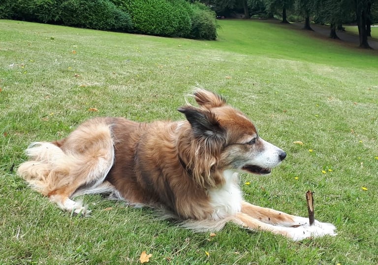 Rosie - Welsh Border Collie, playing in the park.