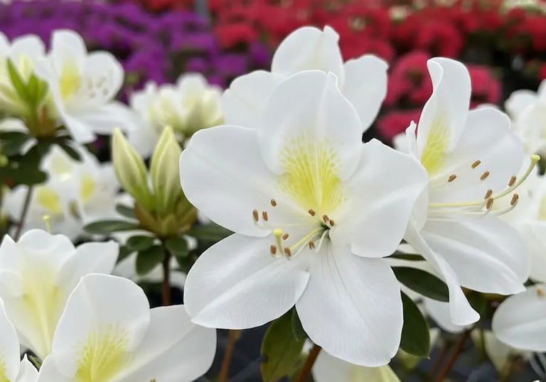 Azaleas en vivero 