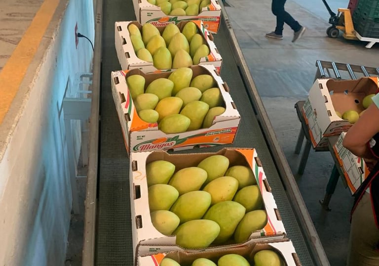 mango ataulfo en caja. ideal para distribuidores y horeca. mexico para el mundo