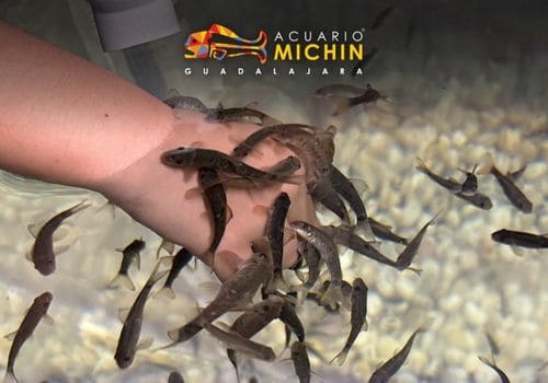 Peces - Tour Acuario Michin de Guadalajara saliendo de Morelia