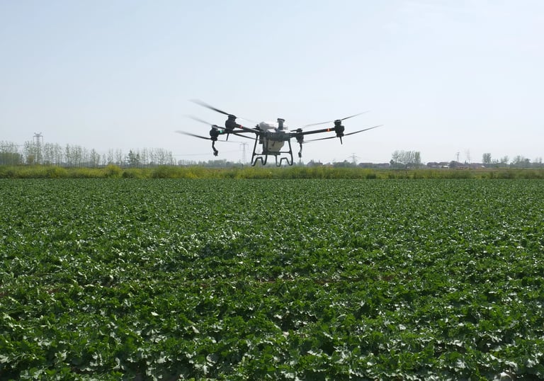 drone spraying fungicide on potatoes