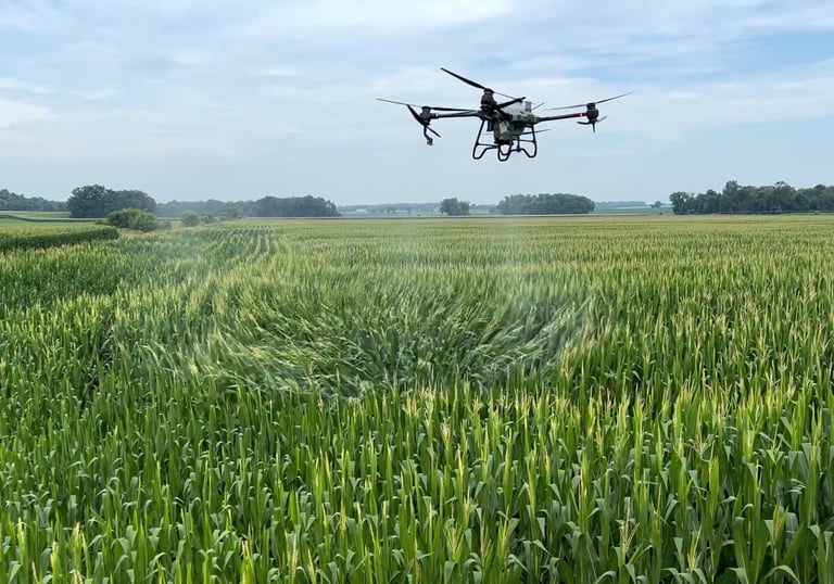 Spraying Fungicide on Corn with Drone