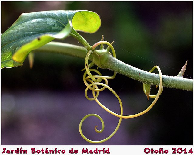 Smilax
