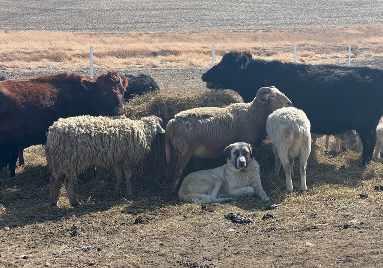 a dog is laying down on the ground while sheep and cows graze