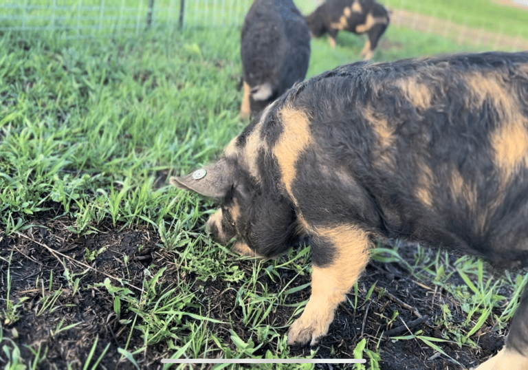 pigs grazing and foraging on green pastures
