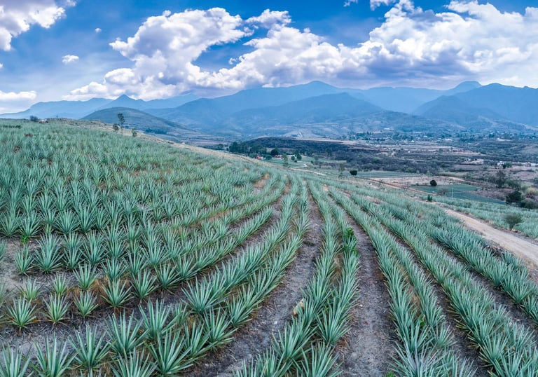 a field of agave plants with mountains in the background