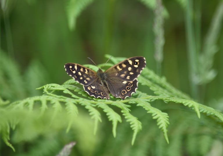 butterfly on a fern leaf