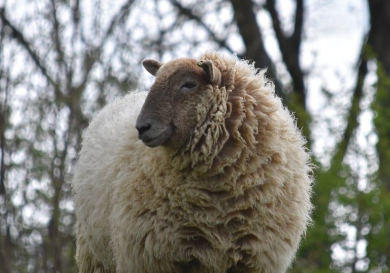 a sheep standing in a field with trees in the background