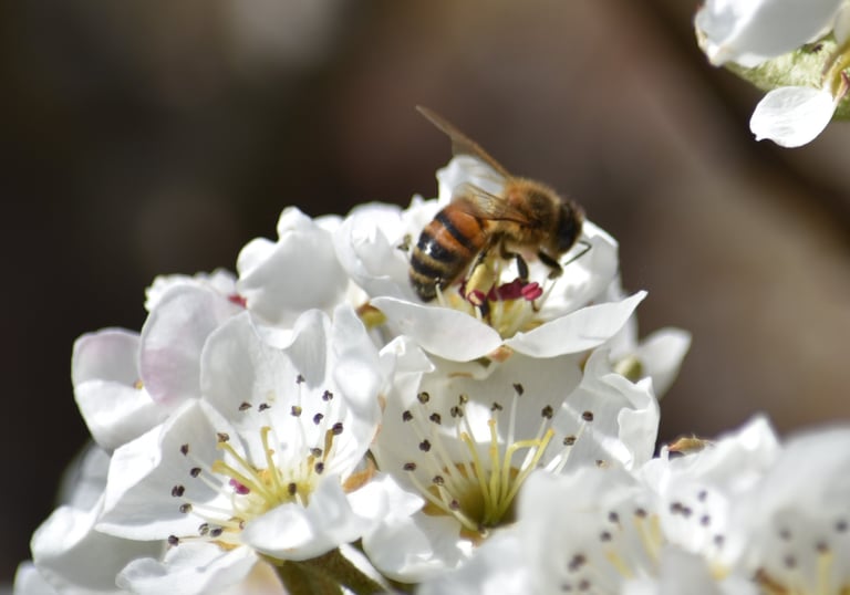 a bee on a blossom