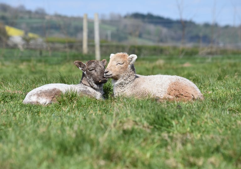 two lambs are asleep in the grass