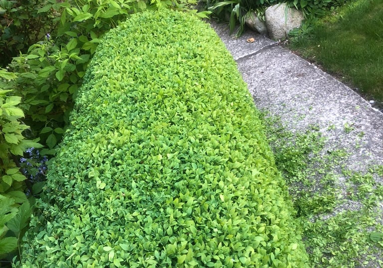 Boxwood Hedge