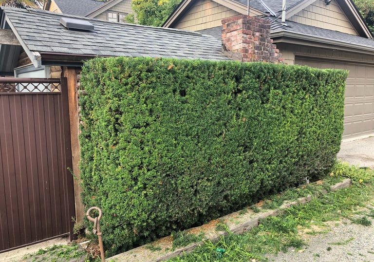 Yew Hedge