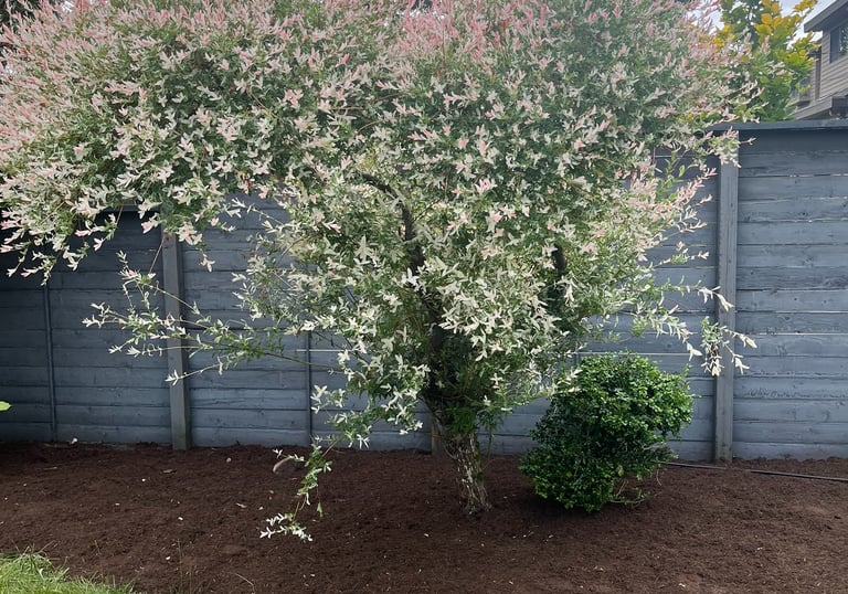 Trimmed Shrub