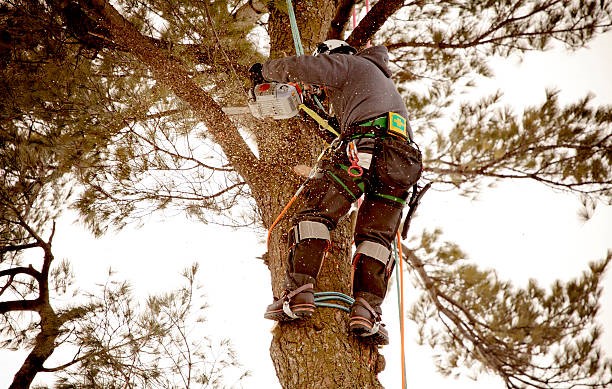 Homme en train d'abattre certaines branches d'un arbre.