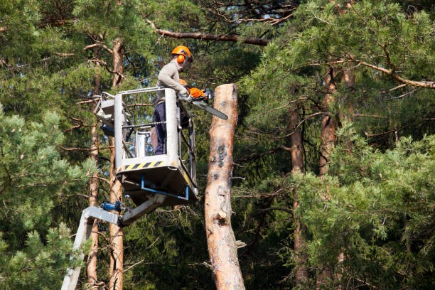 Homme en train d'élaguer un arbre grâce à une nacelle élévatrice.