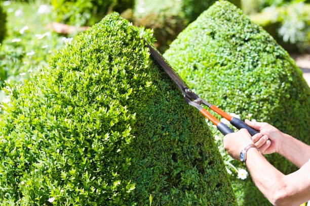 Entretien de vos Jardins à l'Arbresle et dans l'Ouest Lyonnais