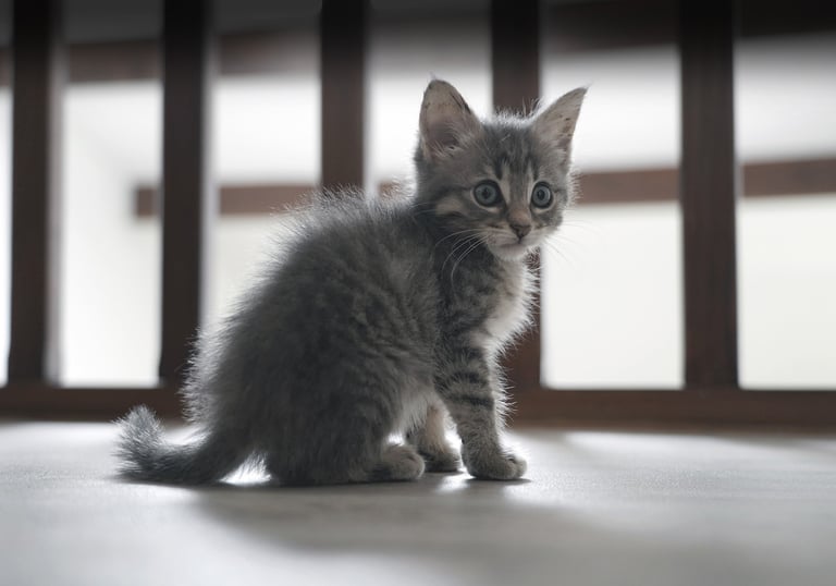 Chat, cat, kitten, chaton