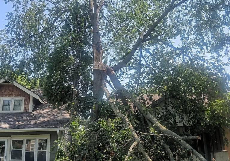 Removal of storm damaged elm near Minnehaha Falls.