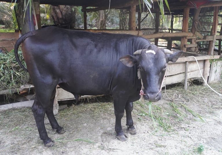 Sapi 11A - Abu Darda 1447H