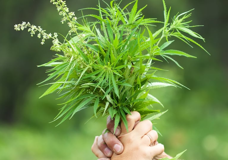 Ramo de cáñamo | Planta natural y versátil con múltiples usos