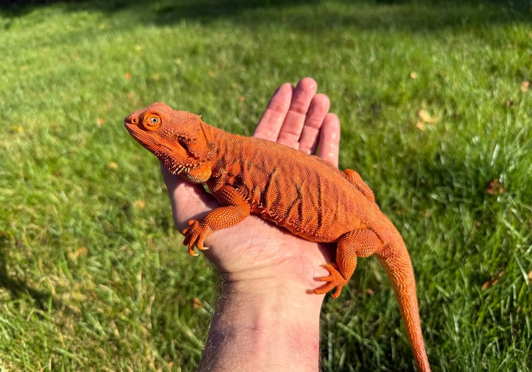 Female Hypo Leatherback Red Monster Bearded Dragon